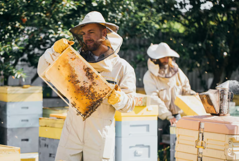 Vale a pena investir em um kit apicultor? Como pode ajudar quem está começando?