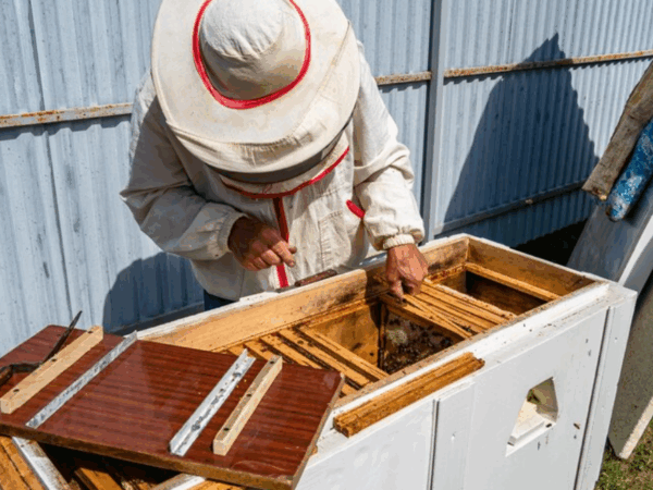 Como instalar uma casinha para abelha jatai?