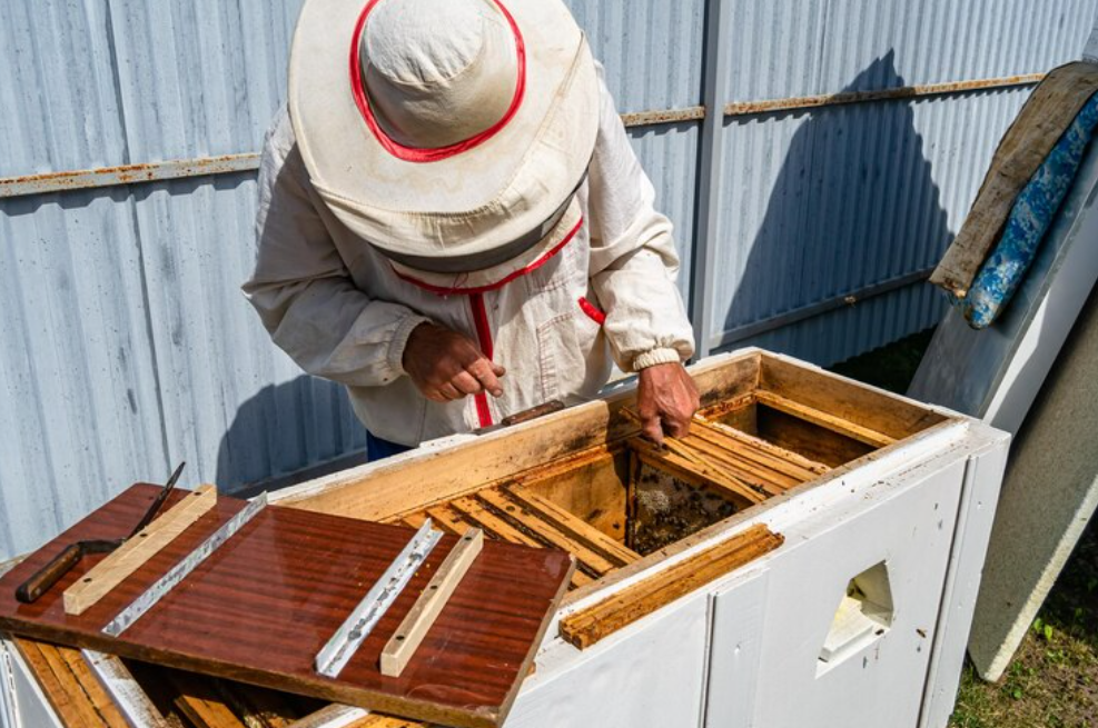 Como instalar uma casinha para abelha jatai?