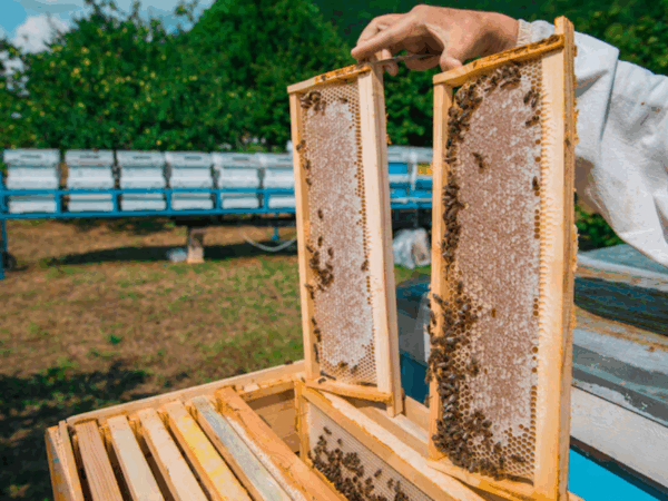A caixa de abelha jatai é realmente exclusiva para abelhas sem ferrão?