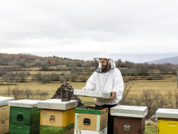 Por que escolher a caixa langstroth para sua criação de abelhas?