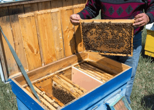 Caixa de abelha completa: o que observar antes de investir?