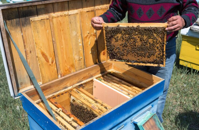 Caixa de abelha completa: o que observar antes de investir?