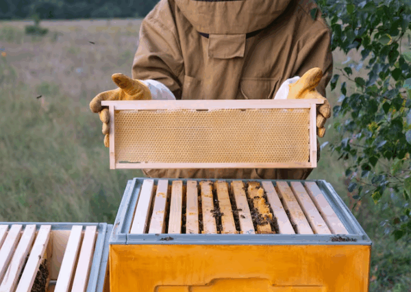 Caixa de abelha sem ferrão: como escolher a melhor para sua meliponicultura?