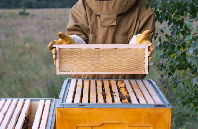 Caixa de abelha sem ferrão: como escolher a melhor para sua meliponicultura?