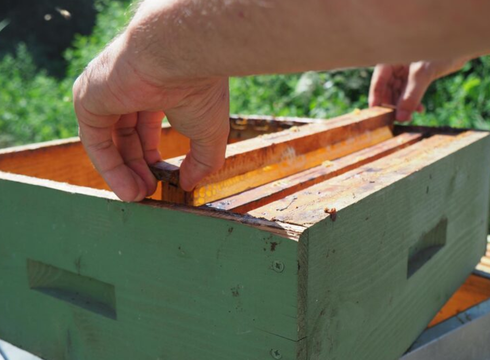 Tudo que você precisa saber sobre uma Caixa Langstroth
