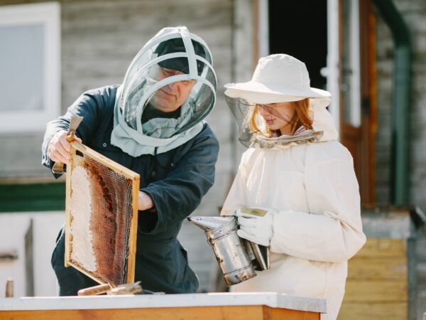 Como iniciar na Apicultura: o que você encontra em um Kit Apicultor